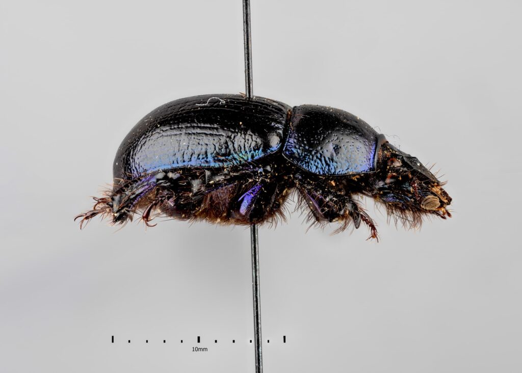 Original Waldmistkäfer des Museums für Naturkunde Berlin