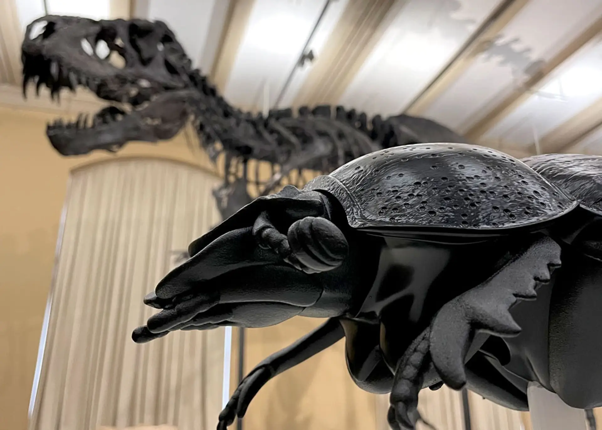 Vorne der taktile Käfer und im Hintergrund sieht man das Skelett eines Tyrannosauerus Rex.